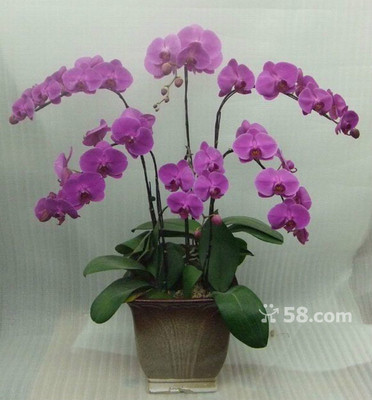 青島禮花傳情，品質服務隨心——58網鄰通專業禮品花卉銷售解決方案
